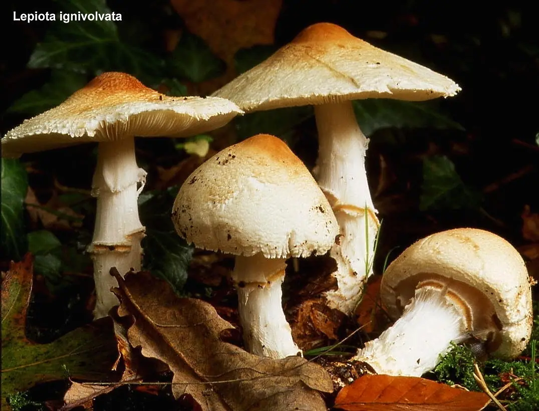 Czubajeczka czerwonopochwowa (Lepiota ignivolvata) — zdjęcie 1 z 4