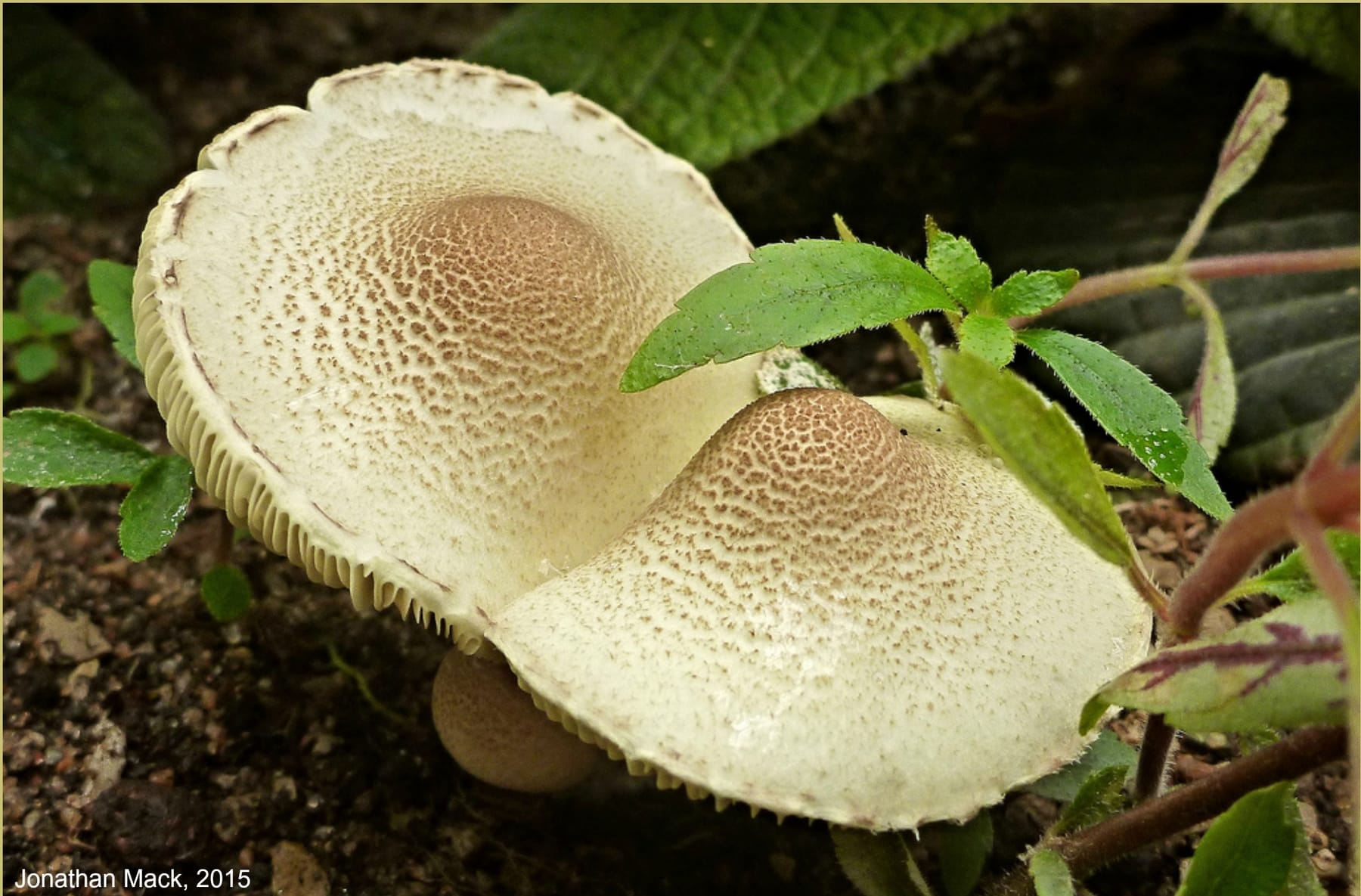Czubajeczka elaiophylla (Lepiota elaiophylla) — zdjęcie 1 z 4