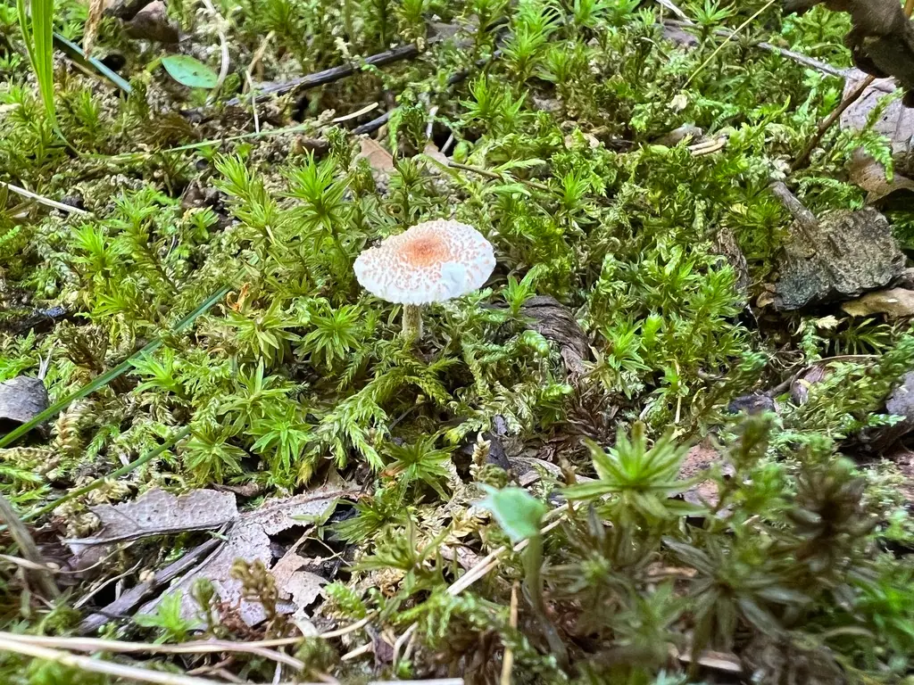 Czubajeczka jeżykowata (Lepiota echinella) — zdjęcie 1 z 4