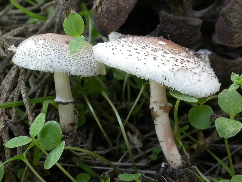 Czubajeczka liliowa (Lepiota lilacea) — zdjęcie 1 z 4