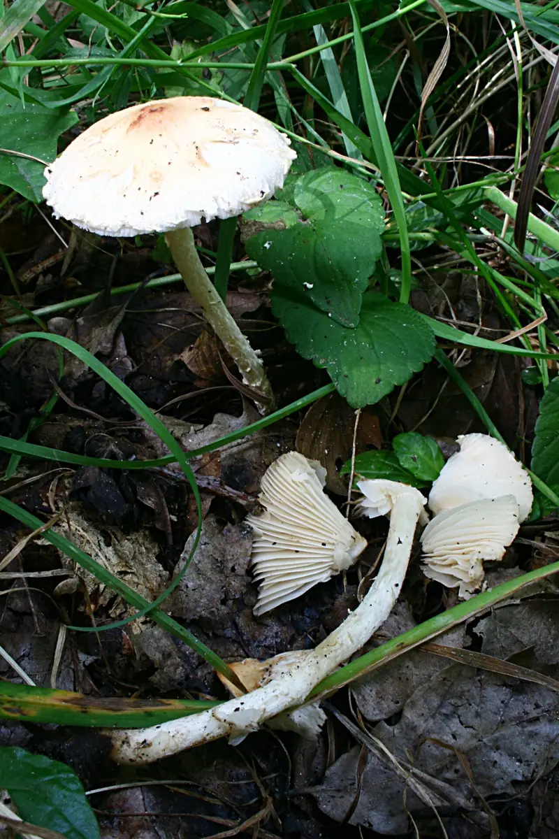 Czubajeczka łysiejąca (Lepiota oreadiformis) — zdjęcie 1 z 4