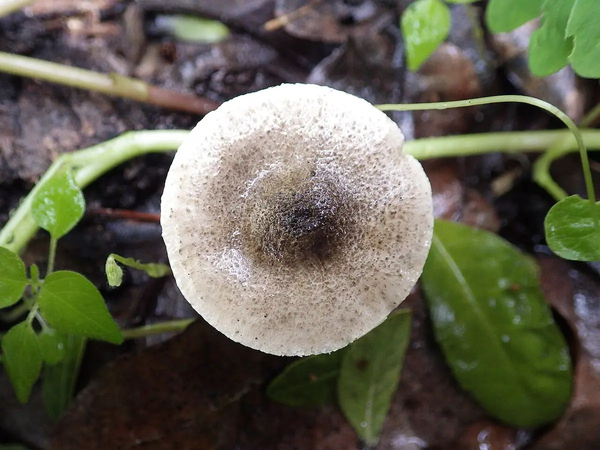 Czubajeczka niebieskozielonawa (Lepiota grangei) — zdjęcie 1 z 4