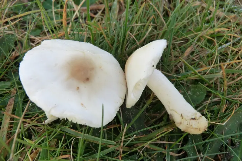 Czubajeczka rzodkiewkowata (Lepiota erminea) — zdjęcie 1 z 4