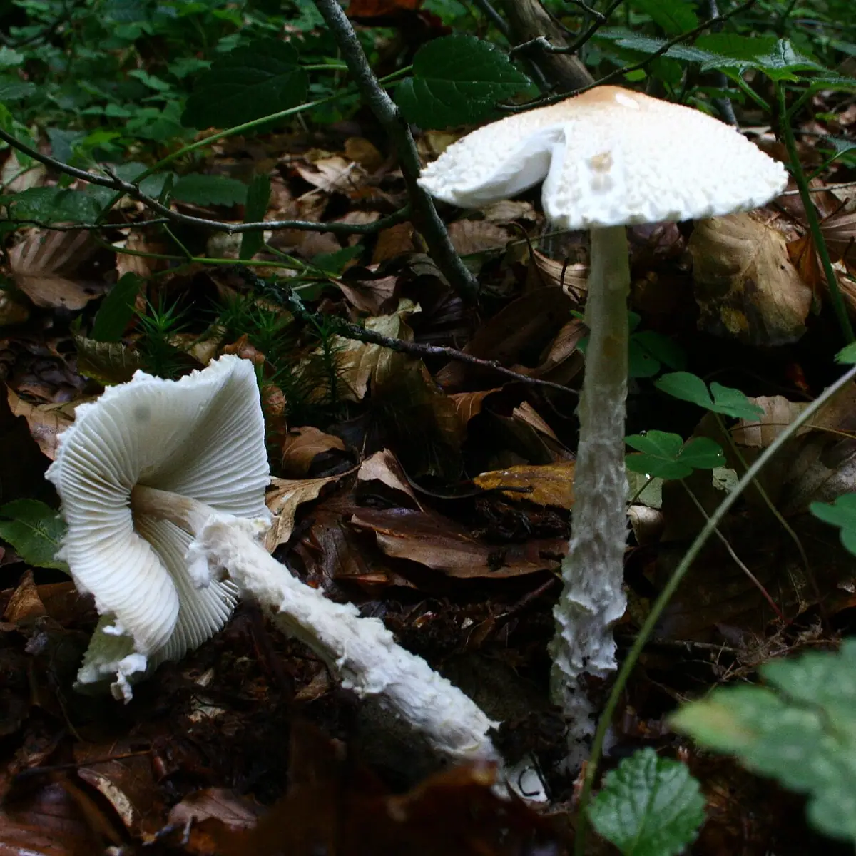 Czubajeczka tarczowata (Lepiota clypeolaria) — zdjęcie 1 z 4
