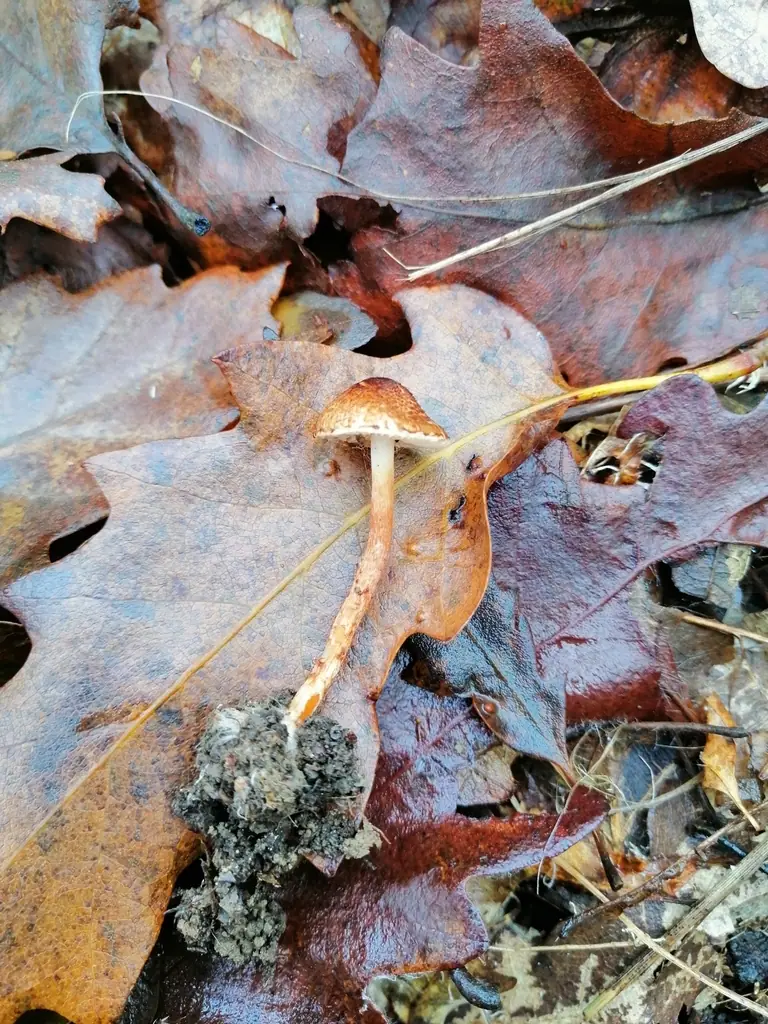 Czubajeczka zamszowata (Lepiota tomentella) — zdjęcie 1 z 2