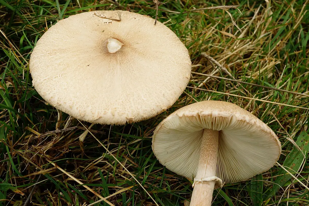 Czubajka białotrzonowa (Macrolepiota excoriata) — zdjęcie 1 z 4