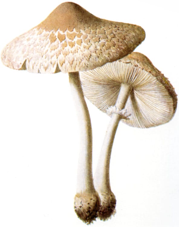 Czubajka białotrzonowa (Macrolepiota excoriata)