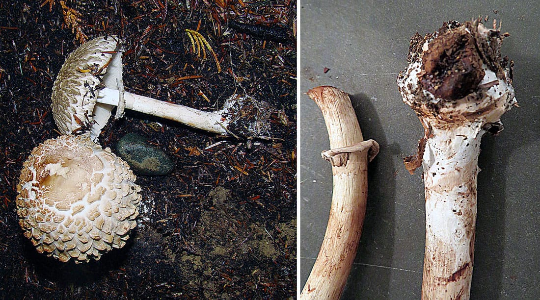 Czubajka czerwieniejąca odmiana ogrodowa (Chlorophyllum brunneum) — zdjęcie 1 z 4