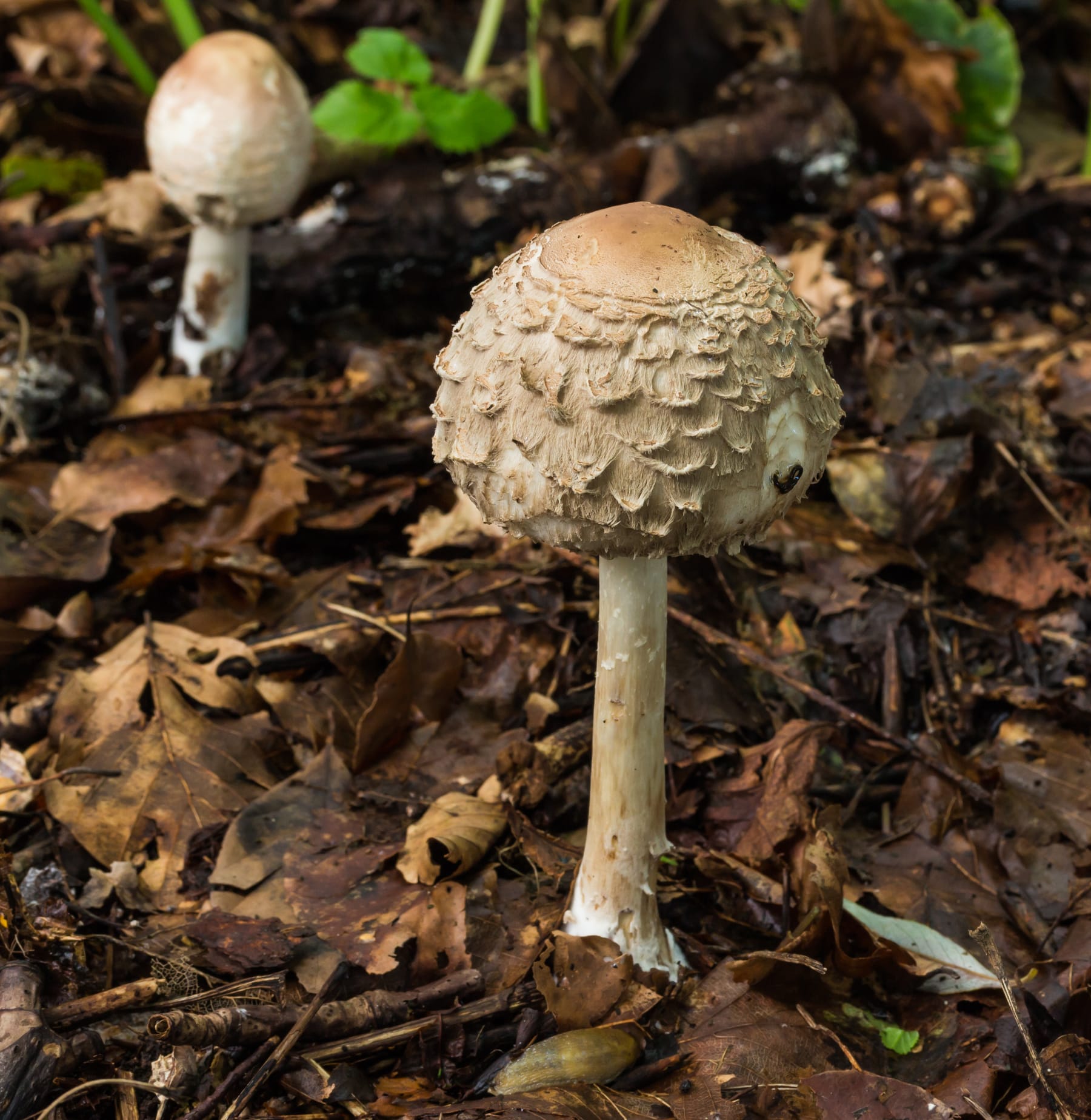 Czubajka czerwieniejąca (Chlorophyllum rachodes) — zdjęcie 1 z 2