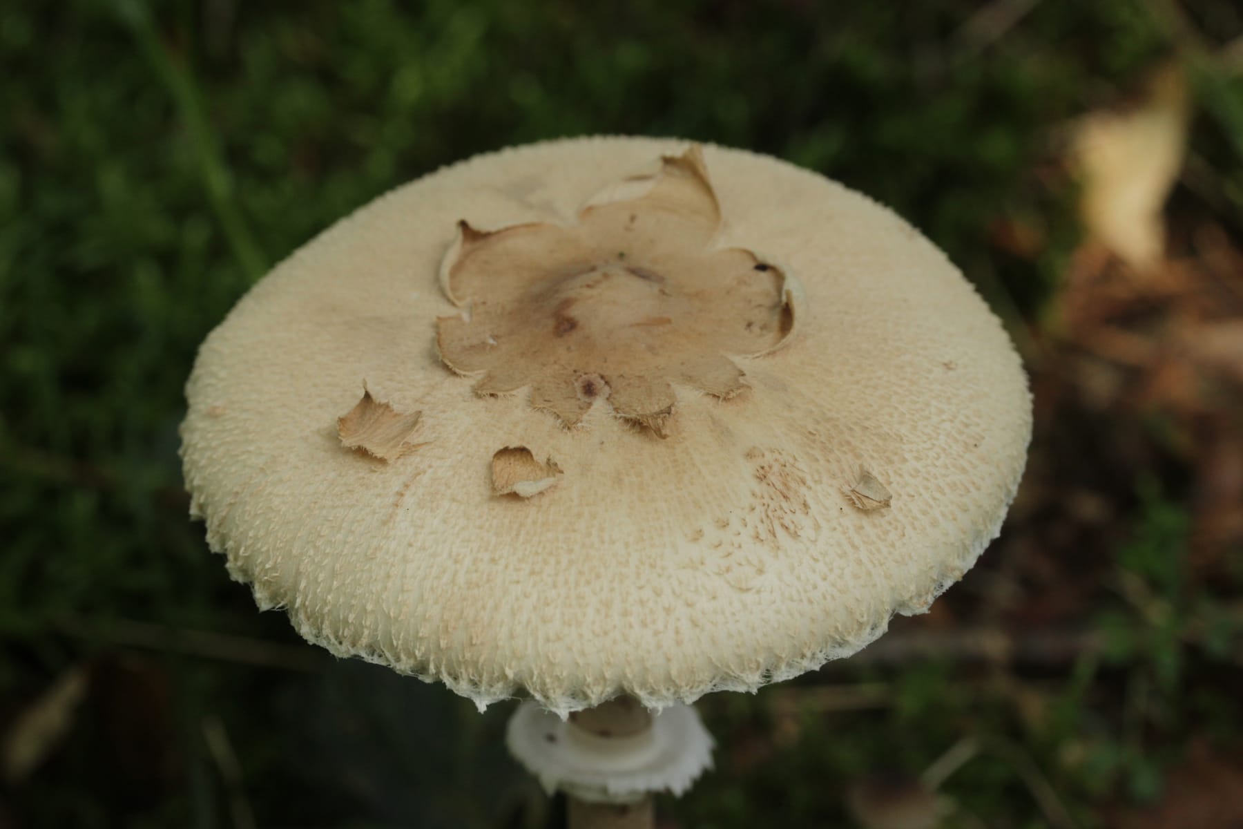 Czubajka fuliginosa (Macrolepiota fuliginosa)