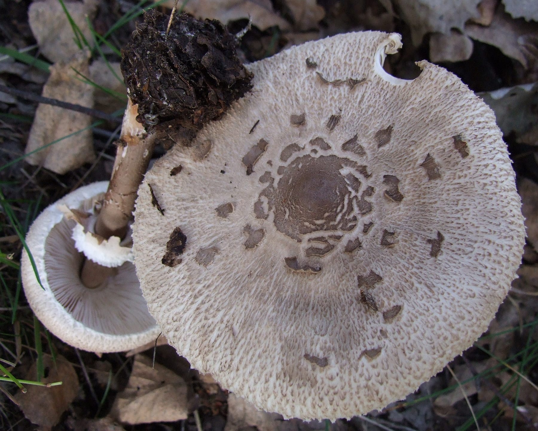Czubajka gwiaździsta (Macrolepiota konradii)