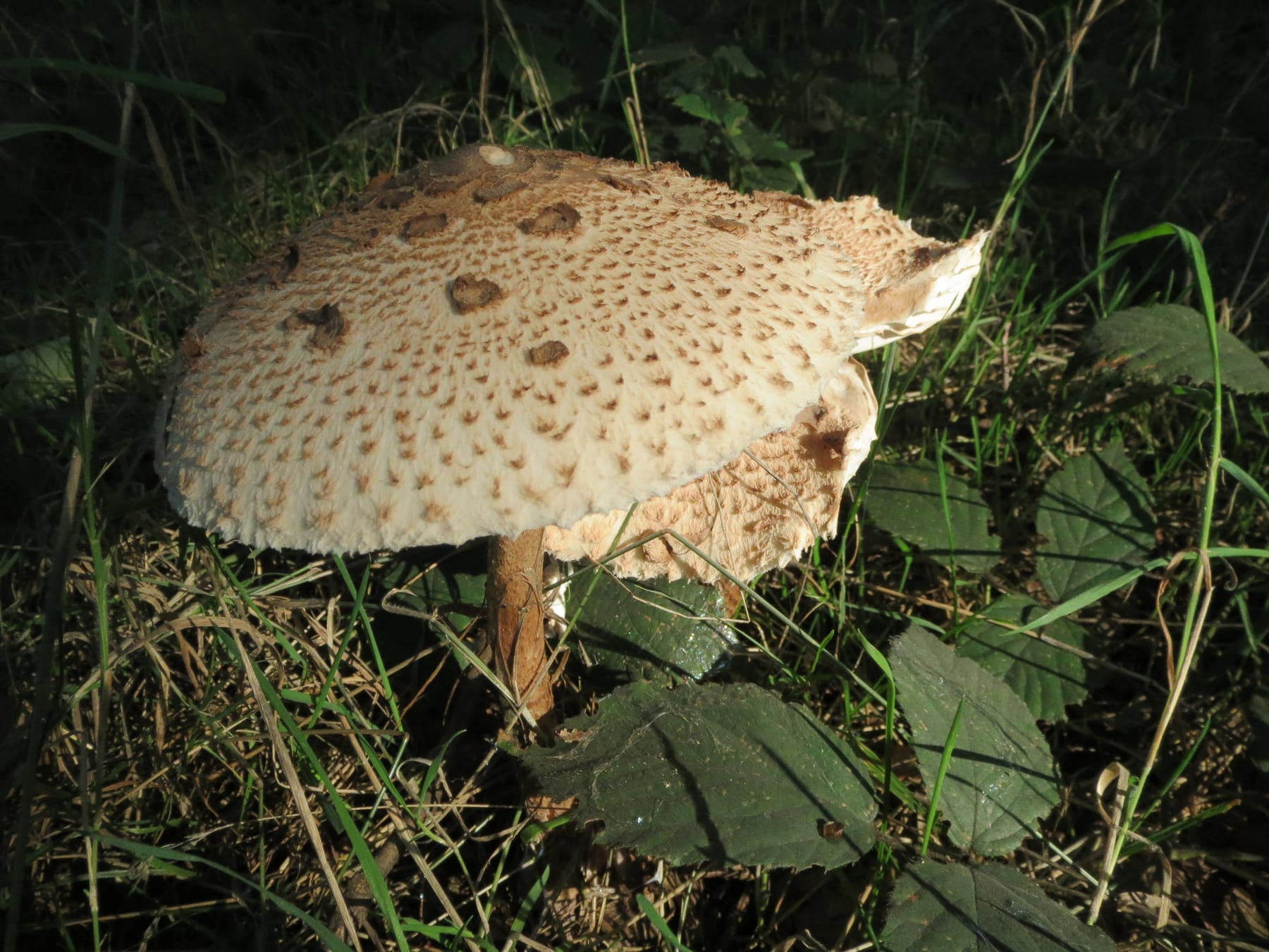 Czubajka kania (Macrolepiota procera) — zdjęcie 1 z 4