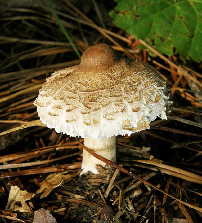 Czubajka prominens (Macrolepiota prominens) — zdjęcie 1 z 2