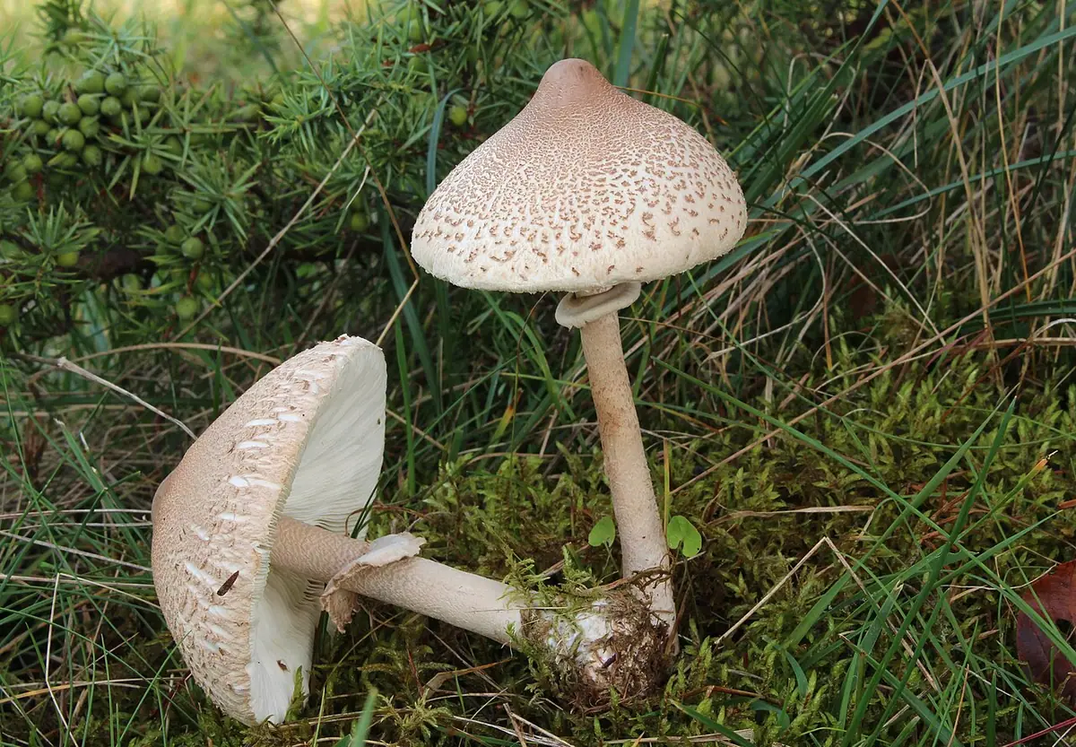 Czubajka psammophila (Macrolepiota psammophila) — zdjęcie 1 z 4