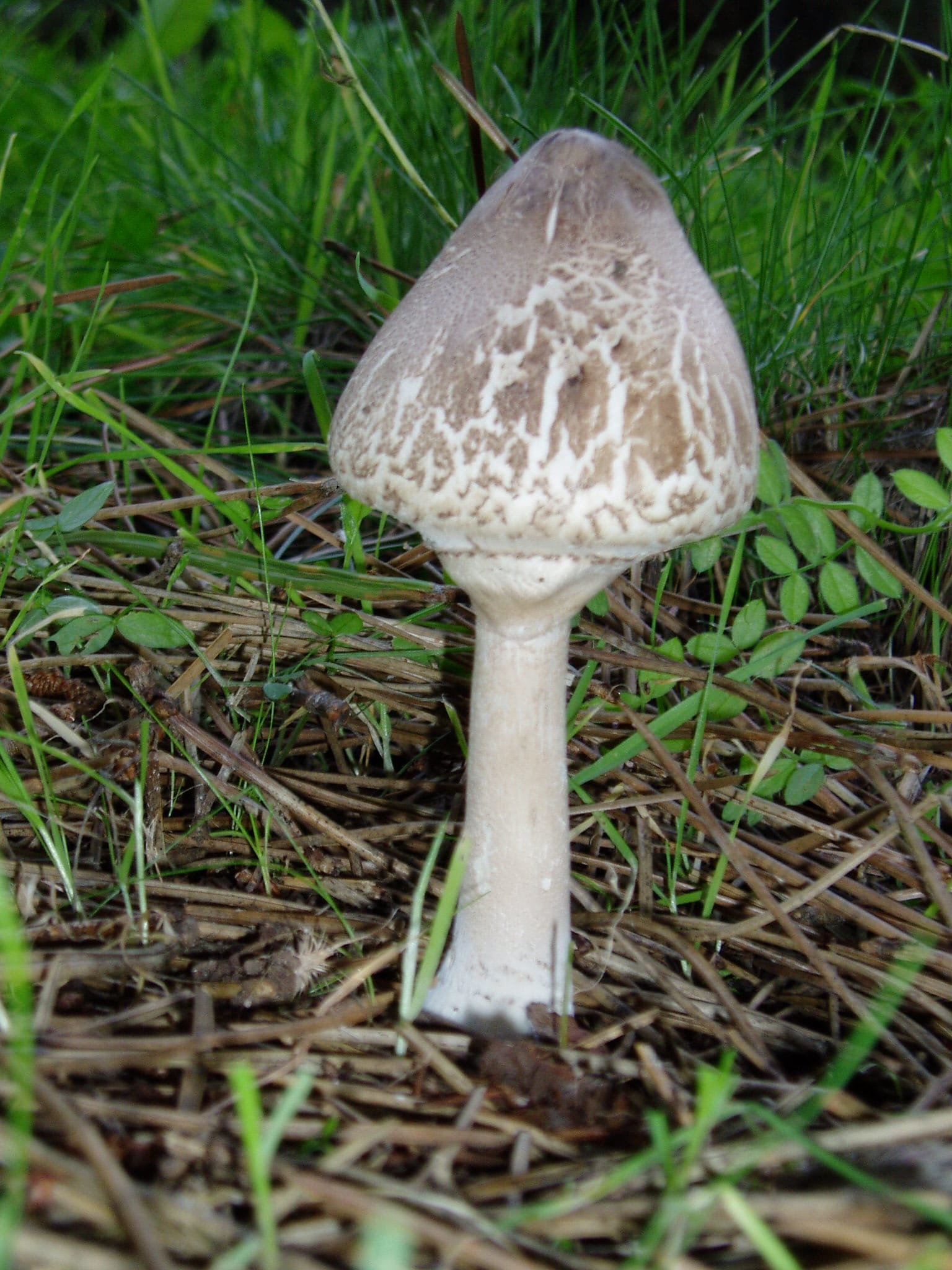 Czubajka sutkowata (Macrolepiota mastoidea) — zdjęcie 1 z 4