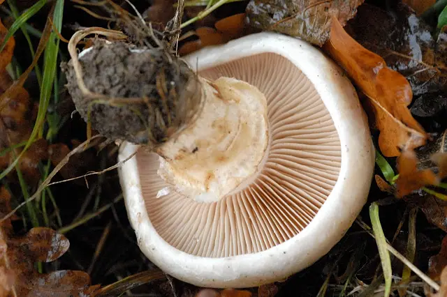 Czubniczek czarnołuskowy (Chamaemyces fracidus) — zdjęcie 1 z 2