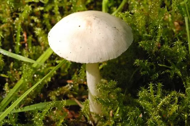 Czubniczka łysawa (Cystolepiota seminuda) — zdjęcie 1 z 4