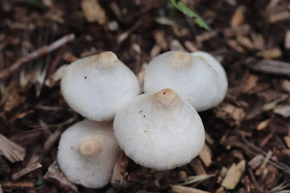 Czubnik cebulowotrzonowy (Leucocoprinus cepistipes) — zdjęcie 1 z 4
