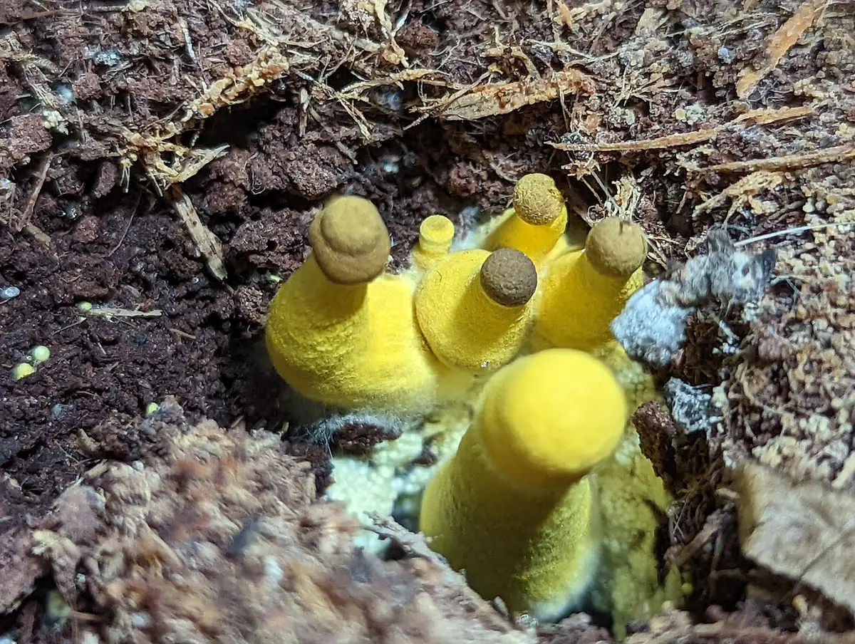Czubnik cytrynowy (Leucocoprinus birnbaumii) — zdjęcie 1 z 4