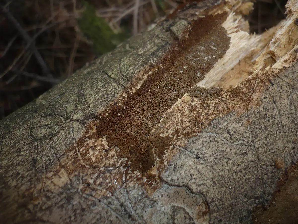 Czyreń brązowożółty (Phellinus viticola) — zdjęcie 1 z 4