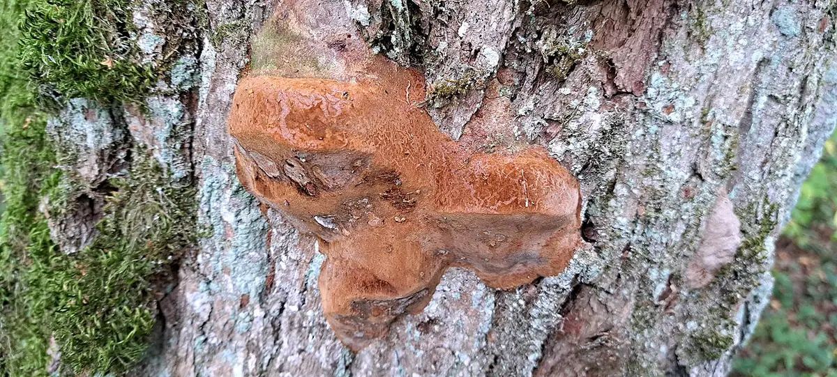 Czyreń dębowy (Fomitiporia robusta) — zdjęcie 1 z 4