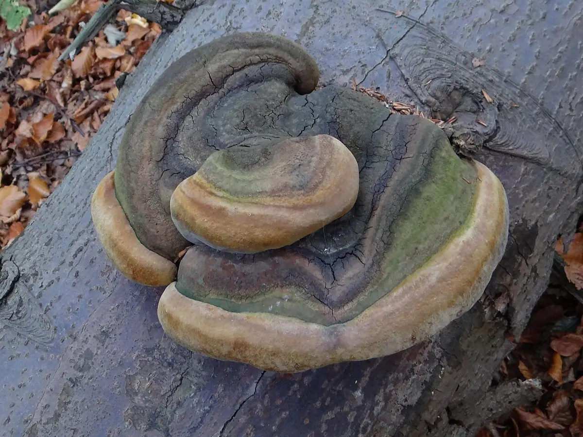 Czyreń jodłowy (Phellinus hartigii) — zdjęcie 1 z 4