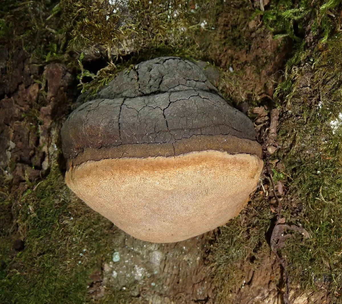 Czyreń ogniowy (Phellinus igniarius) — zdjęcie 1 z 4