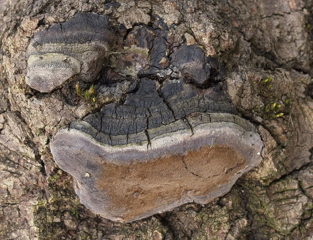 Czyreń osikowy (Phellinus tremulae) — zdjęcie 1 z 4