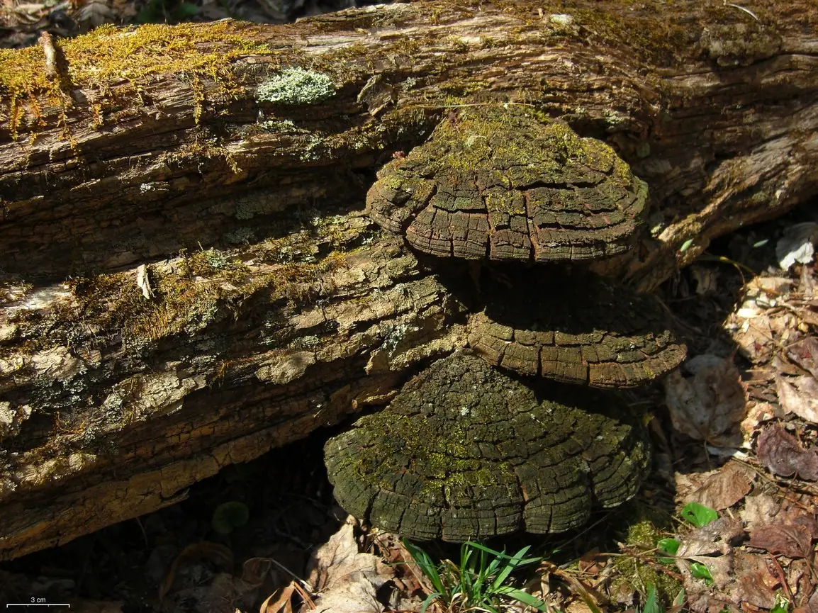 Czyreń robiniowy (Phellinus rimosus) — zdjęcie 1 z 4