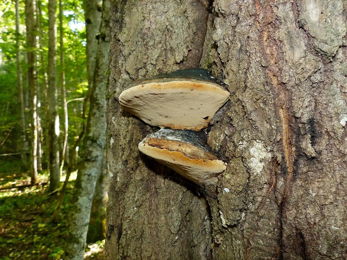 Czyreń topolowy (Phellinus populicola) — zdjęcie 1 z 4