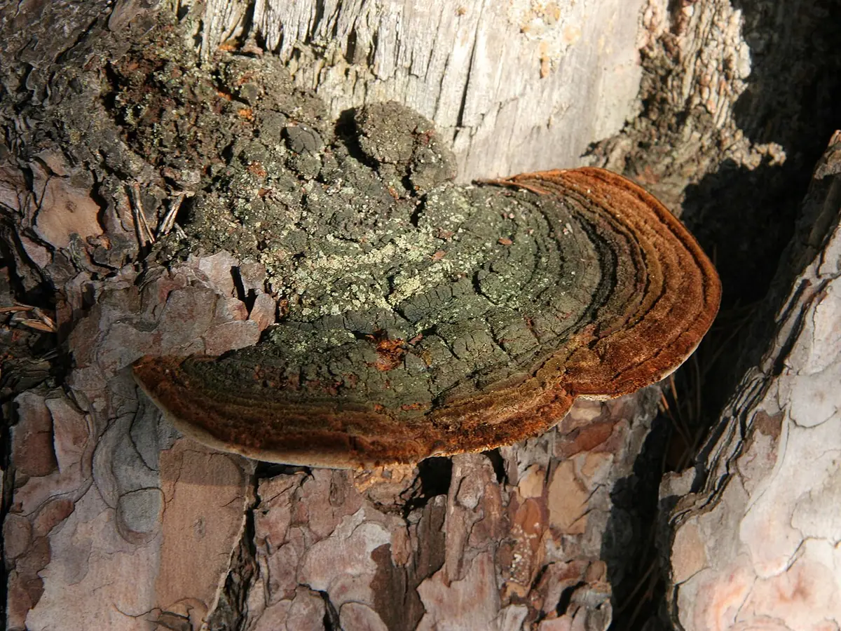 Czyrogmatwica sosnowa (Porodaedalea pini) — zdjęcie 1 z 4