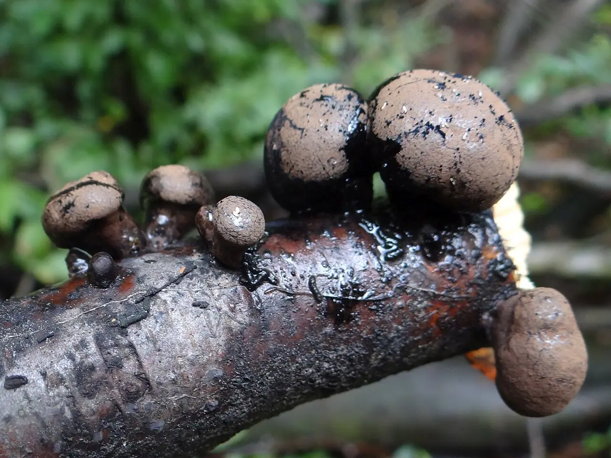Daldinia decipiens — zdjęcie 1 z 3