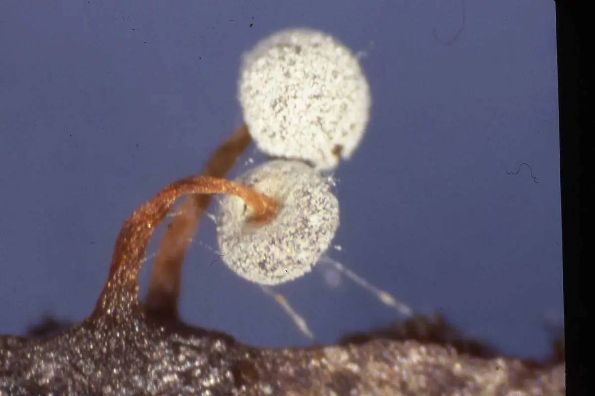 Didymium spp. — zdjęcie 1 z 4