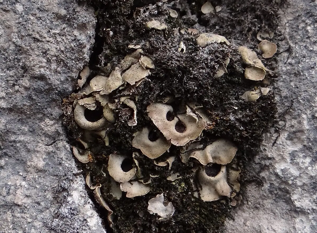 Dołczanka dwuzarodnikowa (Solorina bispora)