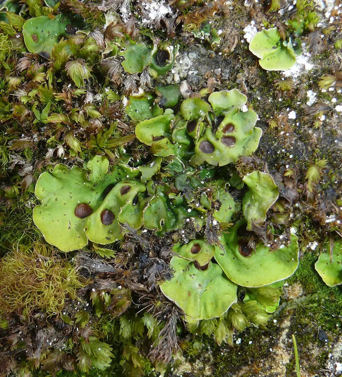 Dołczanka torbiasta (Solorina saccata) — zdjęcie 1 z 4