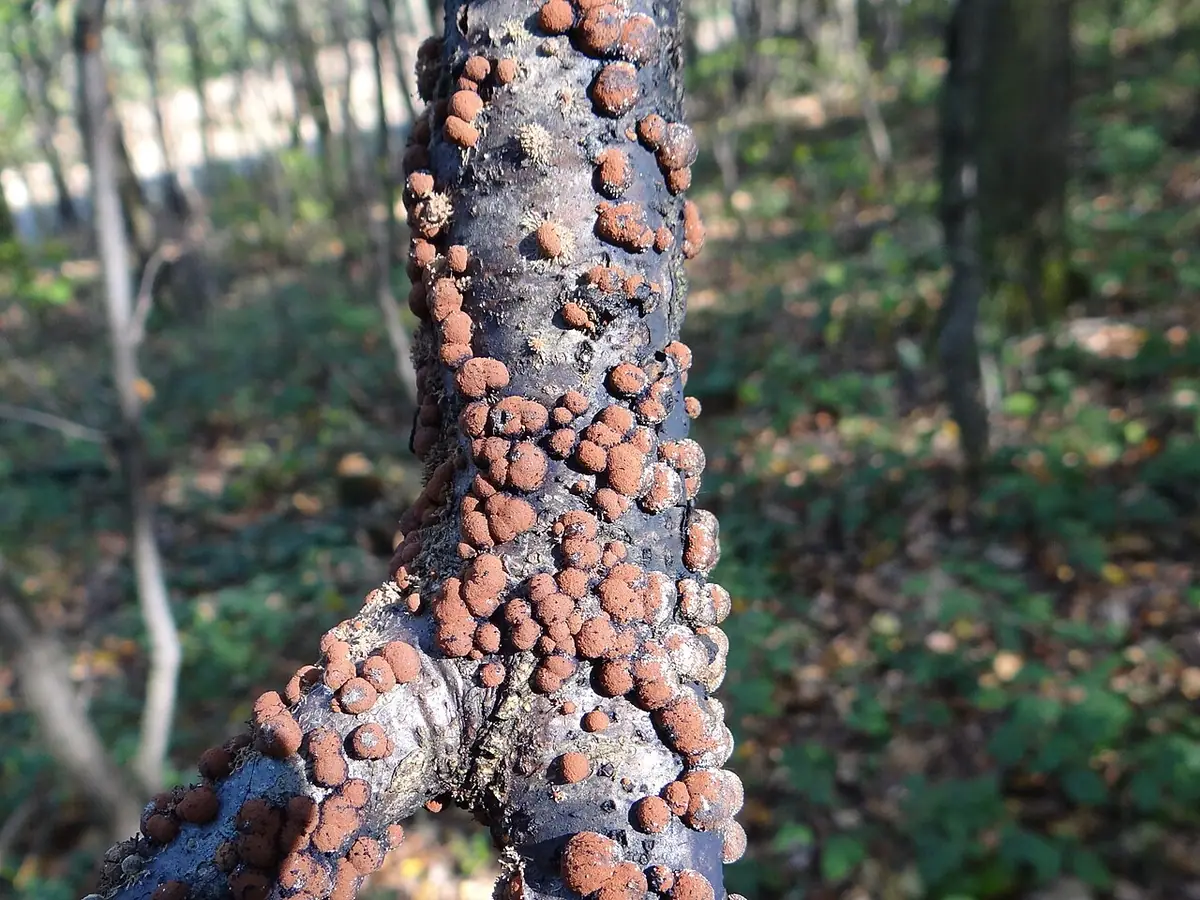 Drewniak pierzasty (Hypoxylon howeanum) — zdjęcie 1 z 4