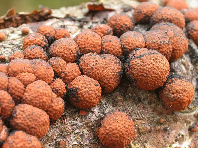 Drewniak szkarłatny (Hypoxylon fragiforme) — zdjęcie 1 z 4