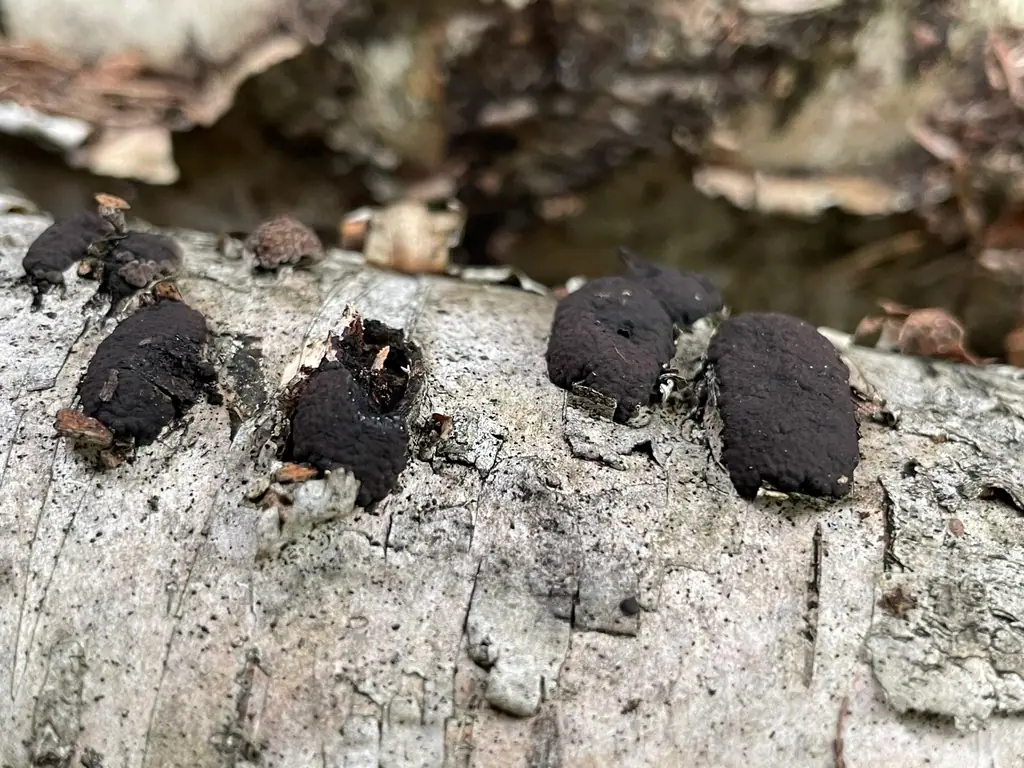 Drewniak wielokształtny (Jackrogersella multiformis) — zdjęcie 1 z 4