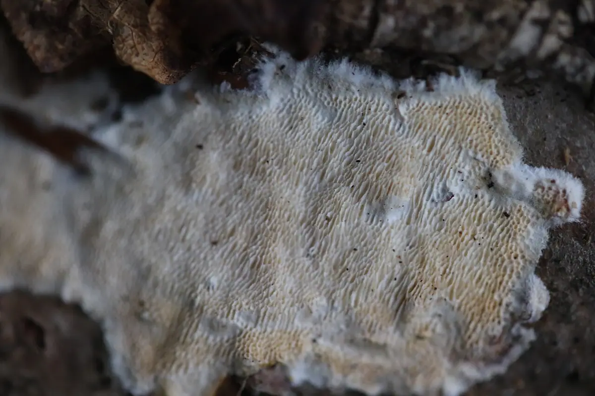 Drewniczka różnopora (Schizopora paradoxa) — zdjęcie 1 z 4