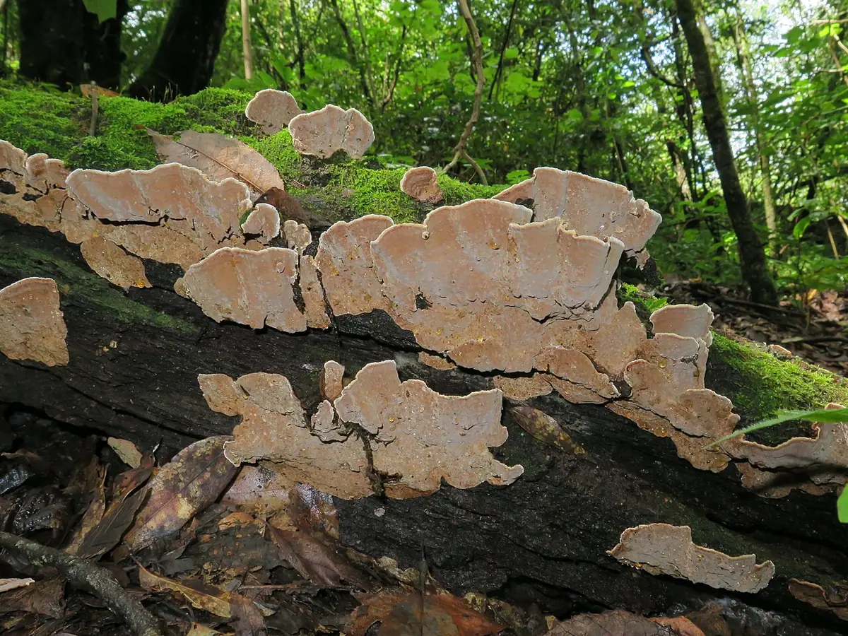 Drewnowiec cynamonowobrunatny (Xylobolus subpileatus) — zdjęcie 1 z 4