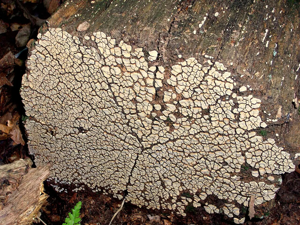 Drewnowiec popękany (Xylobolus frustulatus) — zdjęcie 1 z 4