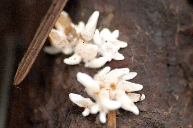 Drobnokolec żółknący (Mucronella calva) — zdjęcie 1 z 4