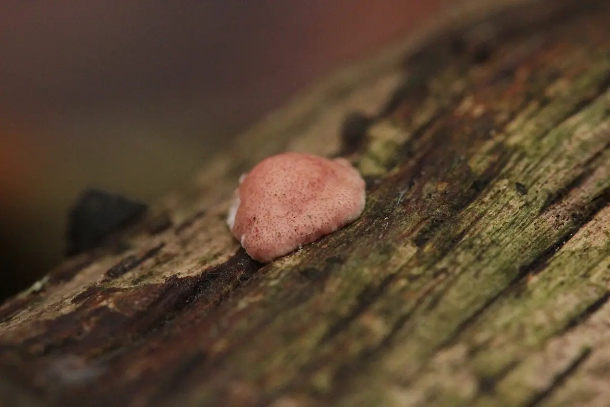 Drobnokropka czerwonawa (Hypocrea rufa) — zdjęcie 1 z 2