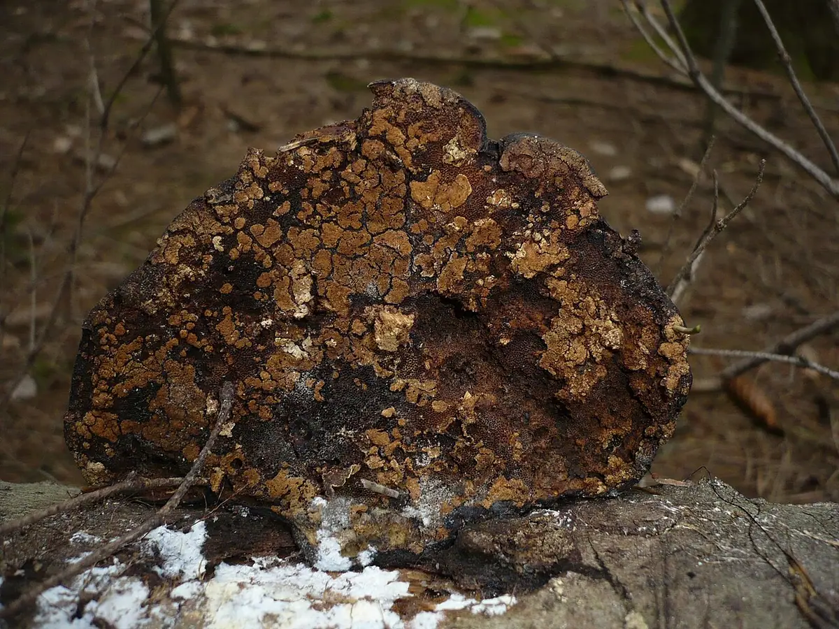 Drobnokropka grzybolubna (Hypocrea pulvinata) — zdjęcie 1 z 4