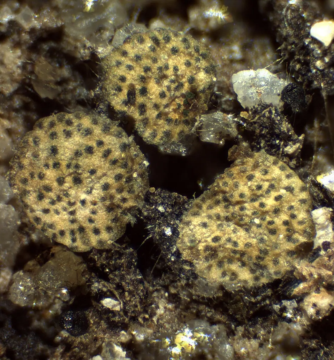 Drobnokropka zieleniejąca (Hypocrea gelatinosa) — zdjęcie 1 z 4