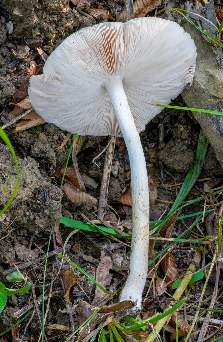 Drobnołuszczak białokremowy (Pluteus pellitus) — zdjęcie 1 z 3