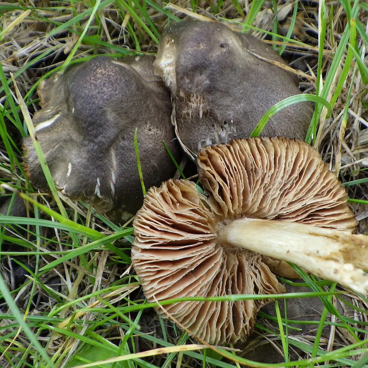 Drobnołuszczak brązowoczarny (Pluteus ephebeus) — zdjęcie 1 z 4