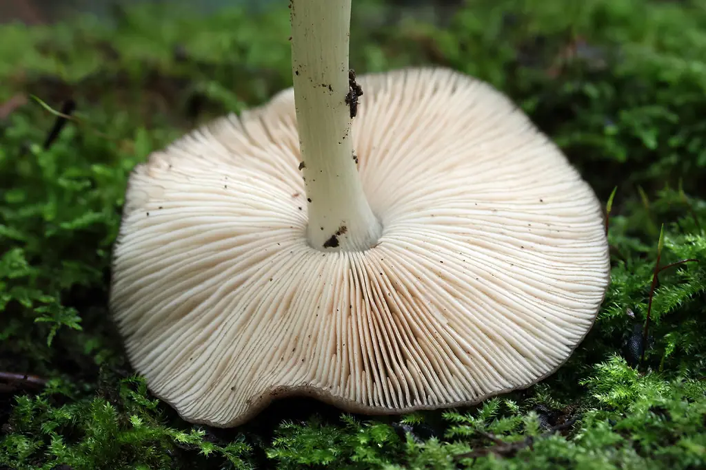 Drobnołuszczak brązowoostrzowy (Pluteus luctuosus)