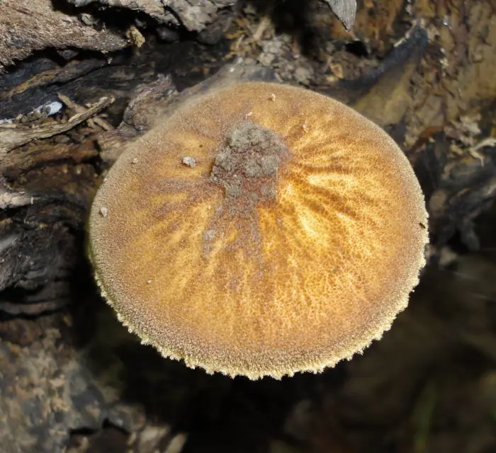 Drobnołuszczak czarnożyłkowy (Pluteus umbrosus) — zdjęcie 1 z 4