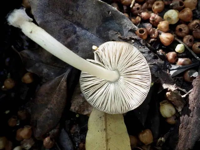 Drobnołuszczak malutki (Pluteus nanus) — zdjęcie 1 z 4